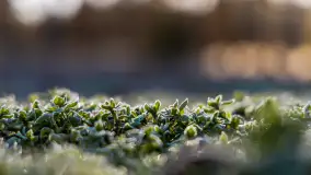 Pole biwakowe nad jeziorem Śniardwy. Okartowo, marze  2025r. - zdjęcie 7