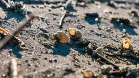 Pole biwakowe nad jeziorem Śniardwy. Okartowo, marze  2025r. - zdjęcie 31