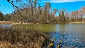 Rezerwat Przyrody Krutynia na wiosennych ujęciach, kwiecień 2025 r. - zdjęcie 3