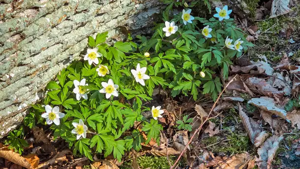 Rezerwat Przyrody Krutynia na wiosennych ujęciach, kwiecień 2025 r. - zdjęcie 8