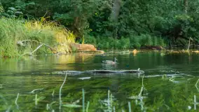 Popołudniowy spływ na Krutyni, sierpień 2025 r. - zdjęcie 59