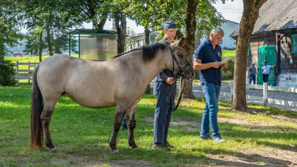 Fotorelacja - 70 lat konika polskiego w Popielnie – jubileuszowe spotkanie