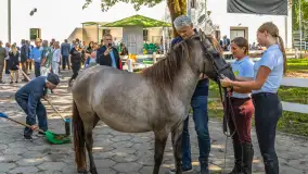 Fotorelacja - 70 lat konika polskiego w Popielnie – jubileuszowe spotkanie - zdjęcie 24
