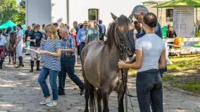 Fotorelacja - 70 lat konika polskiego w Popielnie – jubileuszowe spotkanie - zdjęcie 26