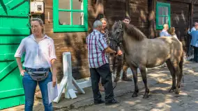 Fotorelacja - 70 lat konika polskiego w Popielnie – jubileuszowe spotkanie - zdjęcie 38