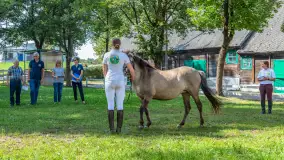 Fotorelacja - 70 lat konika polskiego w Popielnie – jubileuszowe spotkanie - zdjęcie 33