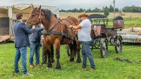 Sulimiada 2025 – przegląd źrebiąt i rodzinny piknik w Sulimach - zdjęcie 25