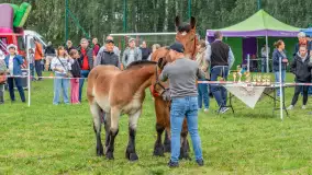 Sulimiada 2025 – przegląd źrebiąt i rodzinny piknik w Sulimach - zdjęcie 23