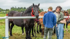 Sulimiada 2025 – przegląd źrebiąt i rodzinny piknik w Sulimach - zdjęcie 11