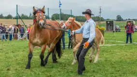 Sulimiada 2025 – przegląd źrebiąt i rodzinny piknik w Sulimach - zdjęcie 29
