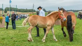 Sulimiada 2025 – przegląd źrebiąt i rodzinny piknik w Sulimach - zdjęcie 22