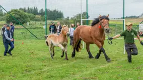 Sulimiada 2025 – przegląd źrebiąt i rodzinny piknik w Sulimach - zdjęcie 7