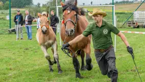 Sulimiada 2025 – przegląd źrebiąt i rodzinny piknik w Sulimach - zdjęcie 47