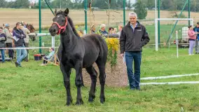 Sulimiada 2025 – przegląd źrebiąt i rodzinny piknik w Sulimach - zdjęcie 43