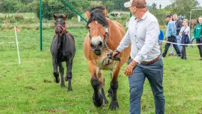 Sulimiada 2025 – przegląd źrebiąt i rodzinny piknik w Sulimach - zdjęcie 46