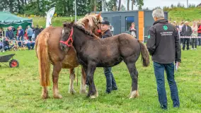 Sulimiada 2025 – przegląd źrebiąt i rodzinny piknik w Sulimach - zdjęcie 52