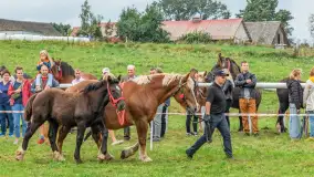 Sulimiada 2025 – przegląd źrebiąt i rodzinny piknik w Sulimach - zdjęcie 4