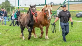 Sulimiada 2025 – przegląd źrebiąt i rodzinny piknik w Sulimach - zdjęcie 58