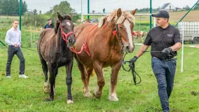 Sulimiada 2025 – przegląd źrebiąt i rodzinny piknik w Sulimach - zdjęcie 55