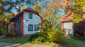 Jesienna wersja Ognistego Ptaka w Ogonkach, październik 2025 r. - zdjęcie 9