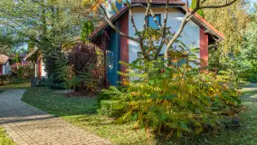 Jesienna wersja Ognistego Ptaka w Ogonkach, październik 2025 r. - zdjęcie 30