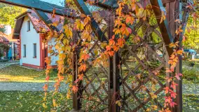 Jesienna wersja Ognistego Ptaka w Ogonkach, październik 2025 r. - zdjęcie 15