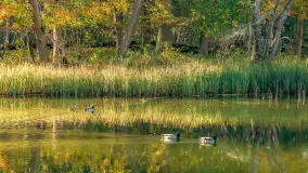 Jesień w Rezerwacie Przyrody Krutynia, październik 2025 r. - zdjęcie 37