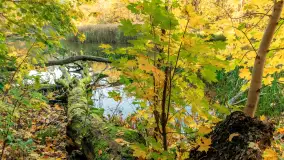 Jesień w Rezerwacie Przyrody Krutynia, październik 2025 r. - zdjęcie 56