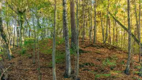 Jesień w Rezerwacie Przyrody Krutynia, październik 2025 r. - zdjęcie 64