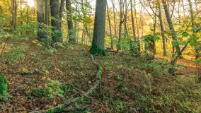 Jesień w Rezerwacie Przyrody Krutynia, październik 2025 r. - zdjęcie 2