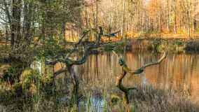 Spacer po Lesie Miejskim w Giżycku, listopad 2025 r. - zdjęcie 59