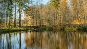 Spacer po Lesie Miejskim w Giżycku, listopad 2025 r. - zdjęcie 35