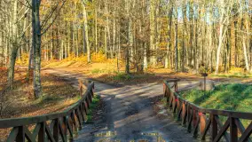 Spacer po Lesie Miejskim w Giżycku, listopad 2025 r. - zdjęcie 27