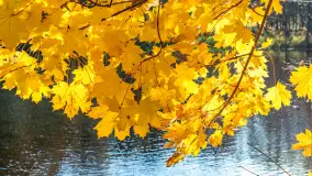 Spacer po Lesie Miejskim w Giżycku, listopad 2025 r. - zdjęcie 5