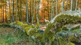 Jesień w Rezerwacie Przyrody Sztynort, październik 2025 r. - zdjęcie 29