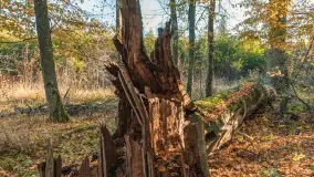 Jesień w Rezerwacie Przyrody Sztynort, październik 2025 r. - zdjęcie 38