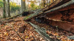 Jesień w Rezerwacie Przyrody Sztynort, październik 2025 r. - zdjęcie 22