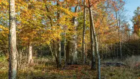 Jesień w Rezerwacie Przyrody Sztynort, październik 2025 r. - zdjęcie 21