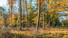 Jesień w Rezerwacie Przyrody Sztynort, październik 2025 r. - zdjęcie 46