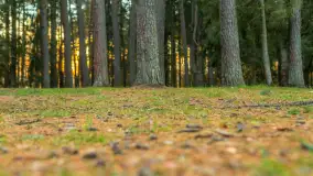 Końcówka mazurskiej, złotej jesieni, listopad 2025 r. - zdjęcie 12