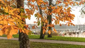 Zachód słońca, końcówka kolorów jesieni w Sztynorcie, listopad 2025 r. - zdjęcie 32