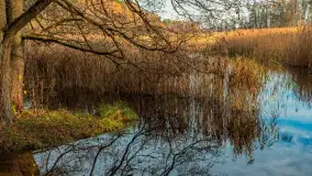 Końcówka jesieni przy śluzie Przerwanki, listopad 2025 r. - zdjęcie 2