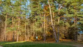 Końcówka jesieni przy śluzie Przerwanki, listopad 2025 r. - zdjęcie 12