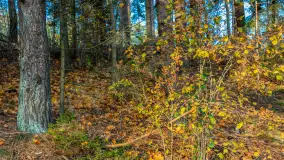 Końcówka jesieni przy śluzie Przerwanki, listopad 2025 r. - zdjęcie 25