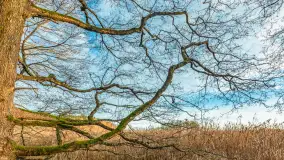 Końcówka jesieni przy śluzie Przerwanki, listopad 2025 r. - zdjęcie 22