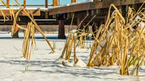 Słoneczna zima w Łabędzim Ostrowiu, luty 2025 r. - zdjęcie 21