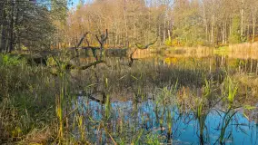 Jesień w lesie miejskim w Giżycku, listopad 2025 r. - zdjęcie 25