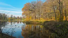 Jesień w lesie miejskim w Giżycku, listopad 2025 r. - zdjęcie 11