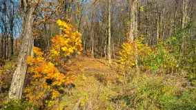 Jesień w lesie miejskim w Giżycku, listopad 2025 r. - zdjęcie 10