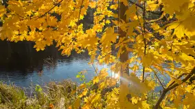 Jesień w lesie miejskim w Giżycku, listopad 2025 r. - zdjęcie 3